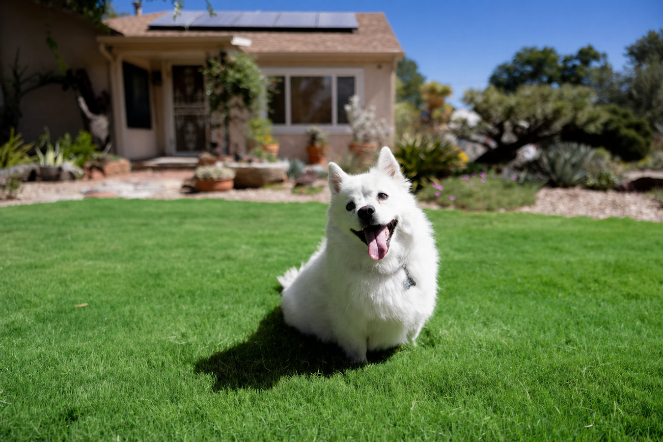 Pet-friendly turf